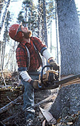 Maine Logger