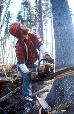 Maine Logger