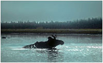 Maine Moose