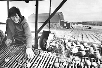 Potato Harvest