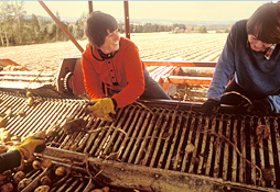 Maine Commercial & Agricultural Photography - Farmers with Potato Harvester