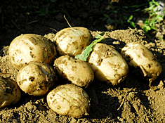 Maine Commercial & Agricultural Photography - Maine Farm Potatoes